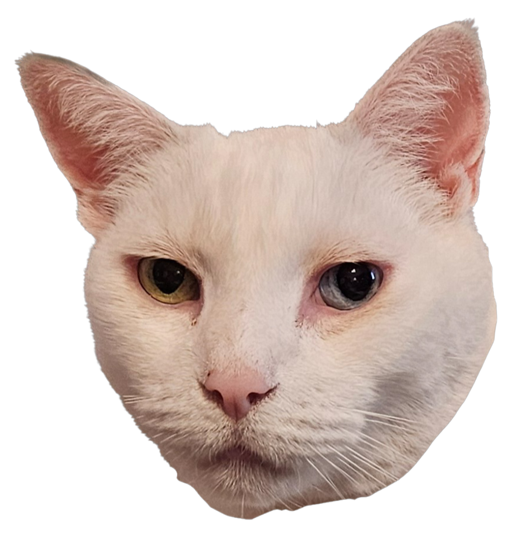 Tom the Office Cat headshot