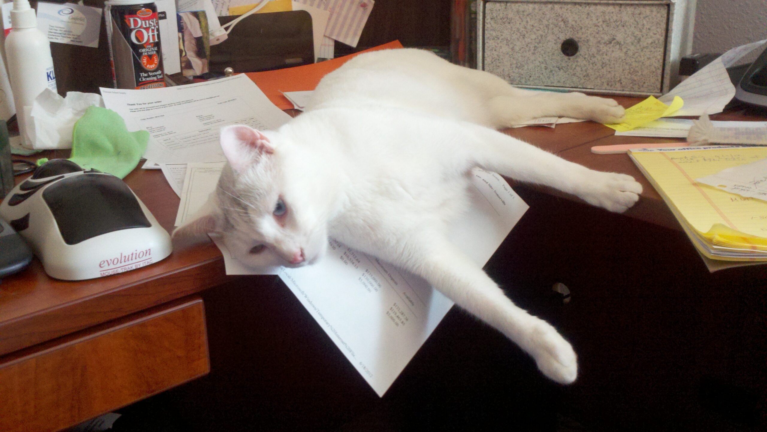 Tom the Office Cat lying on the desk