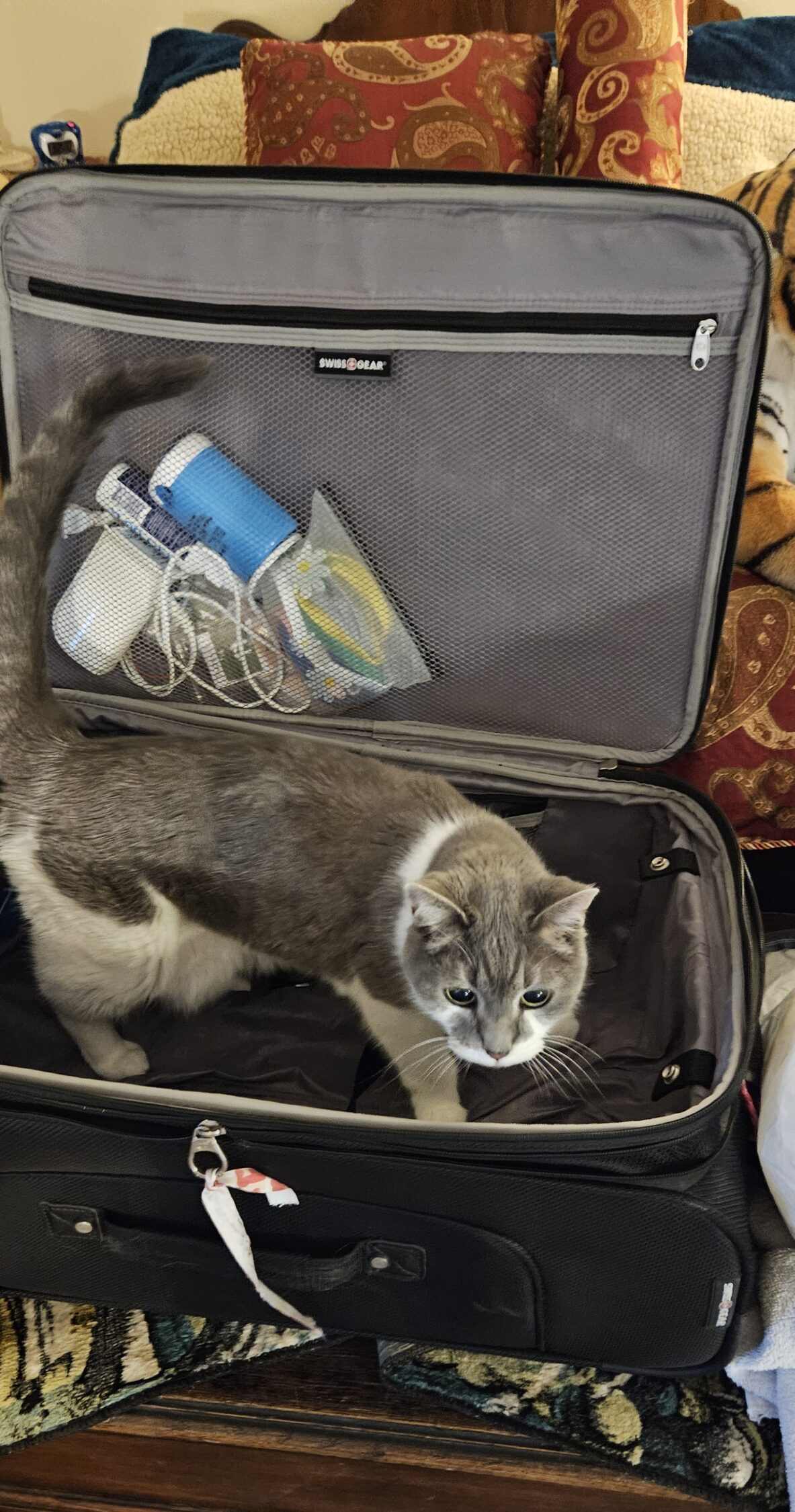 M-Cat standing in an open suitcase