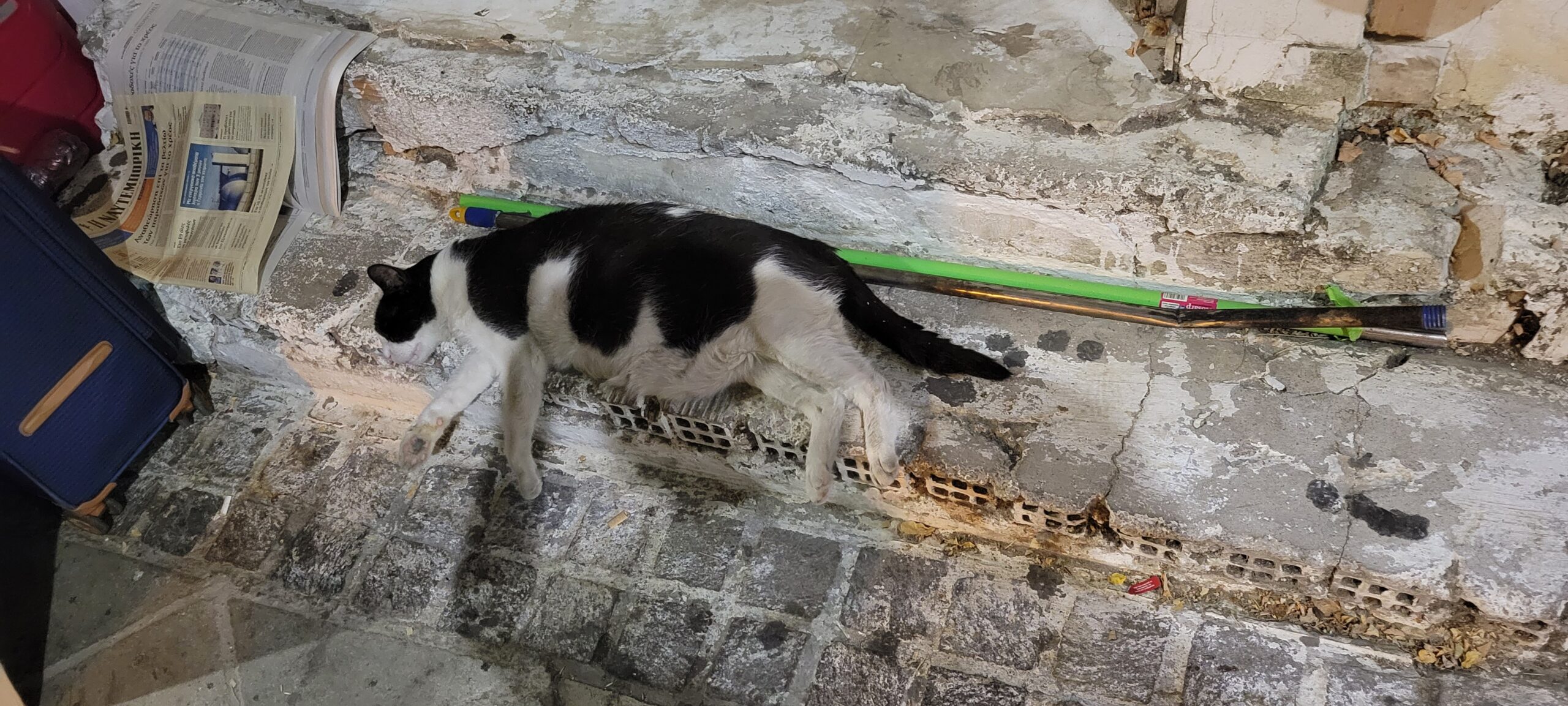 Black-and-white cat lounging across the cobblestones at dusk