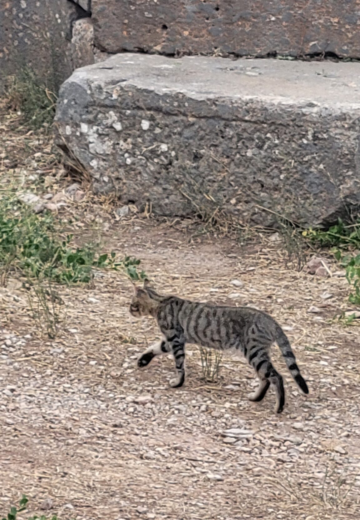 Lean sharp-eyed cat prowling past a patch of dry grass
