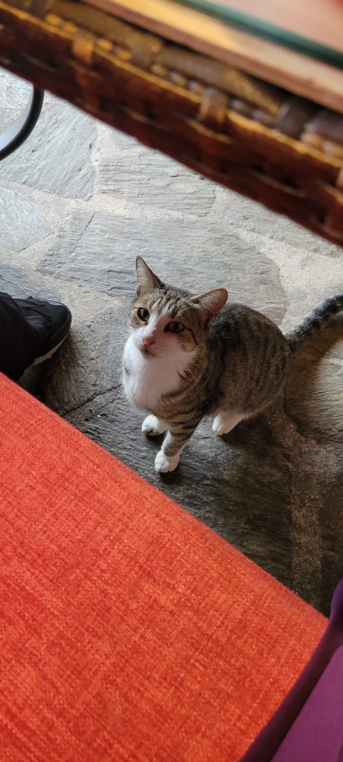 Cat sitting bolt upright staring directly into the camera