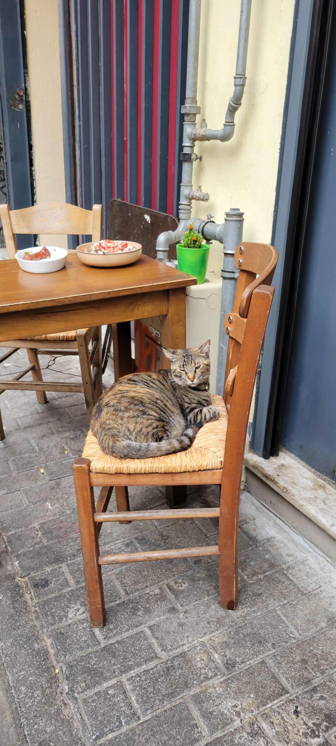 Tabby cat sprawled across a chair