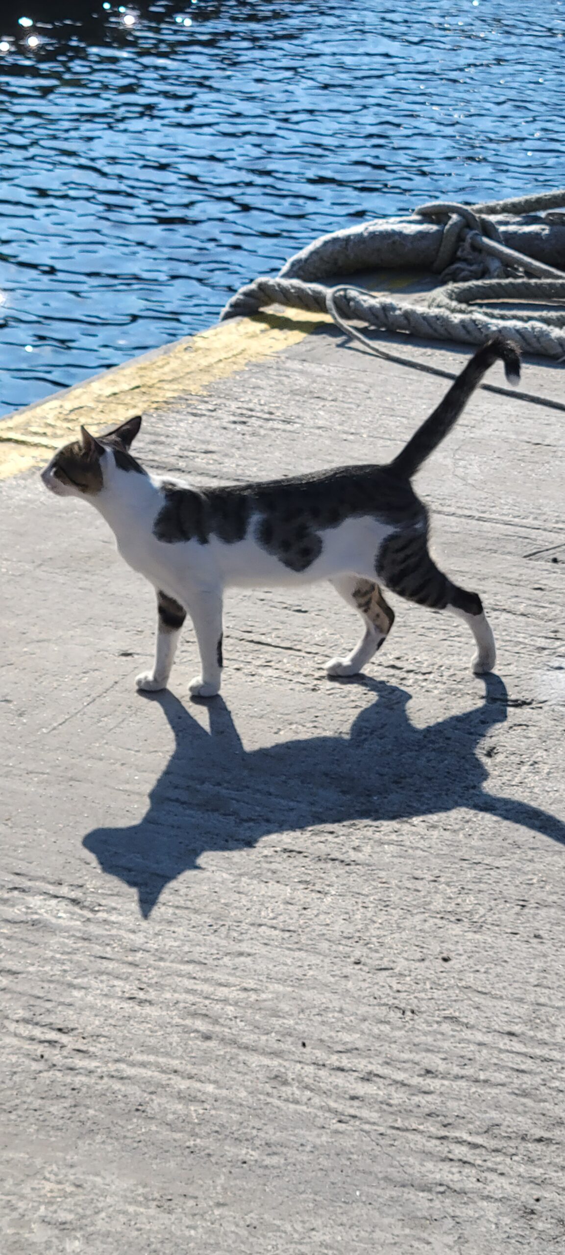 Black cat walking away from the camera in dramatic lighting