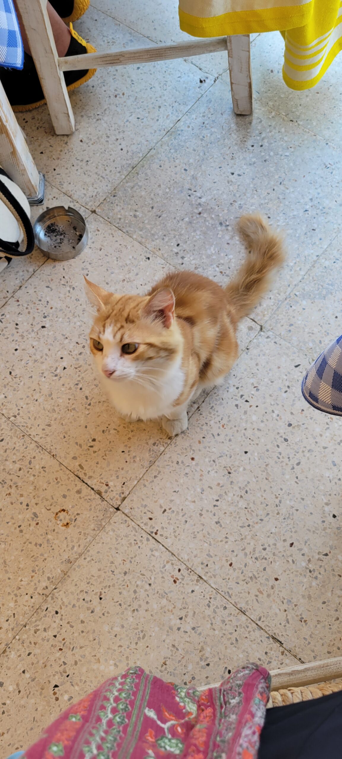 Orange tabby cat posing on a formica floor at an outdoor restaurant in Meteora, Greece