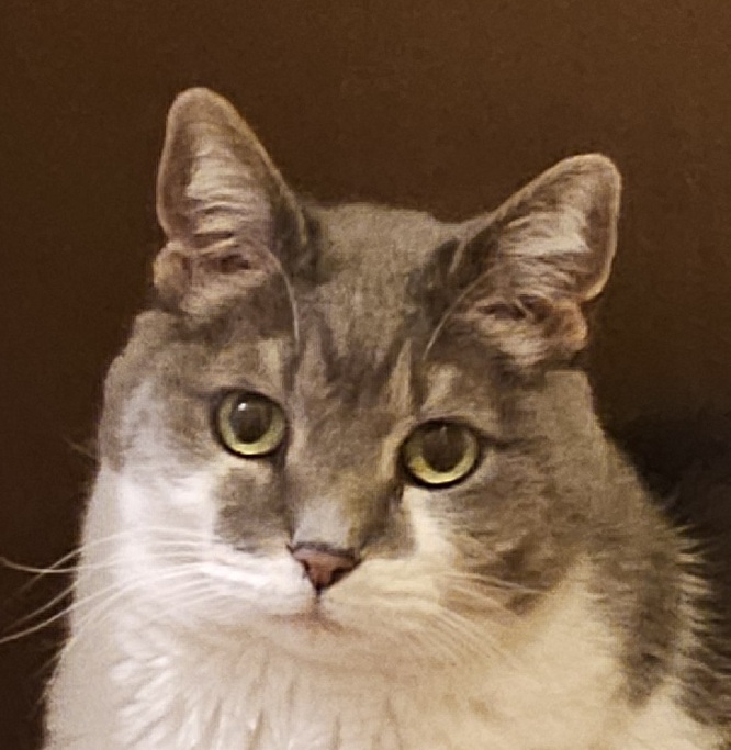 M, Deputy Office Cat