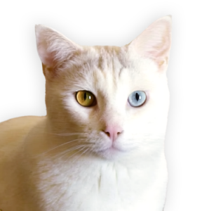 Tom the Office Cat