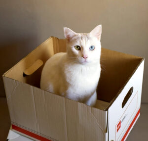 Tom the Office Cat sitting in a box